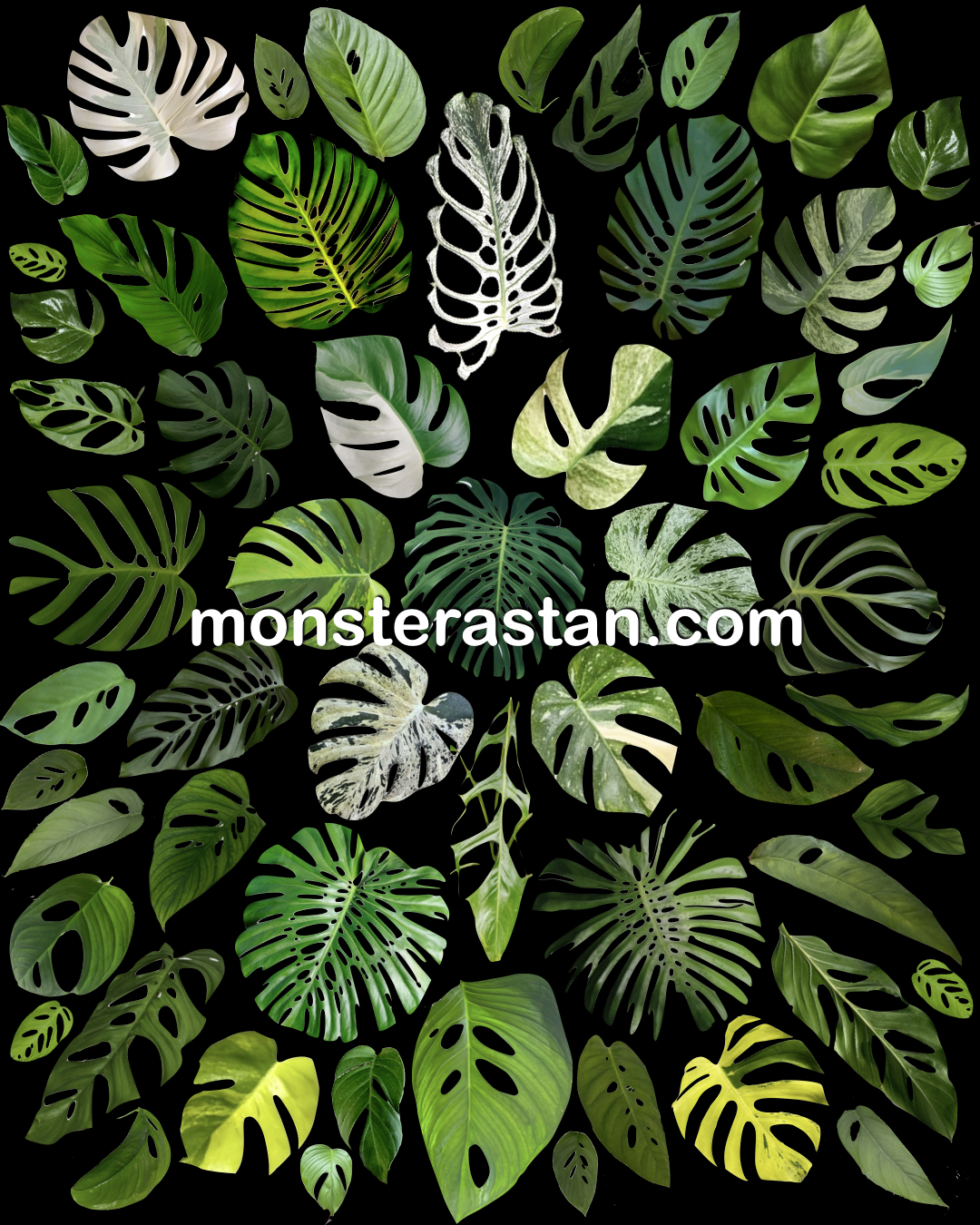 Monstera Stan